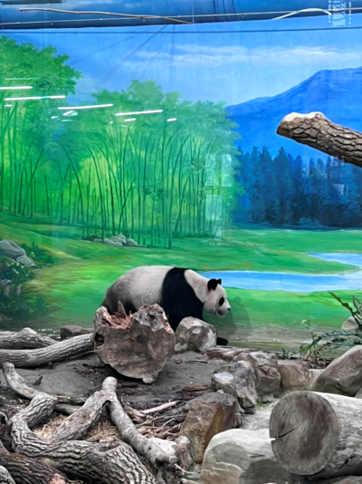 雖然看不到團團 但院生看到了牠的家人