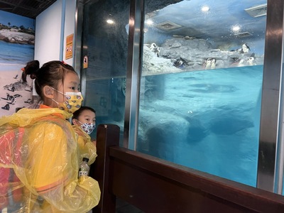 院生也到企鵝館看企鵝
